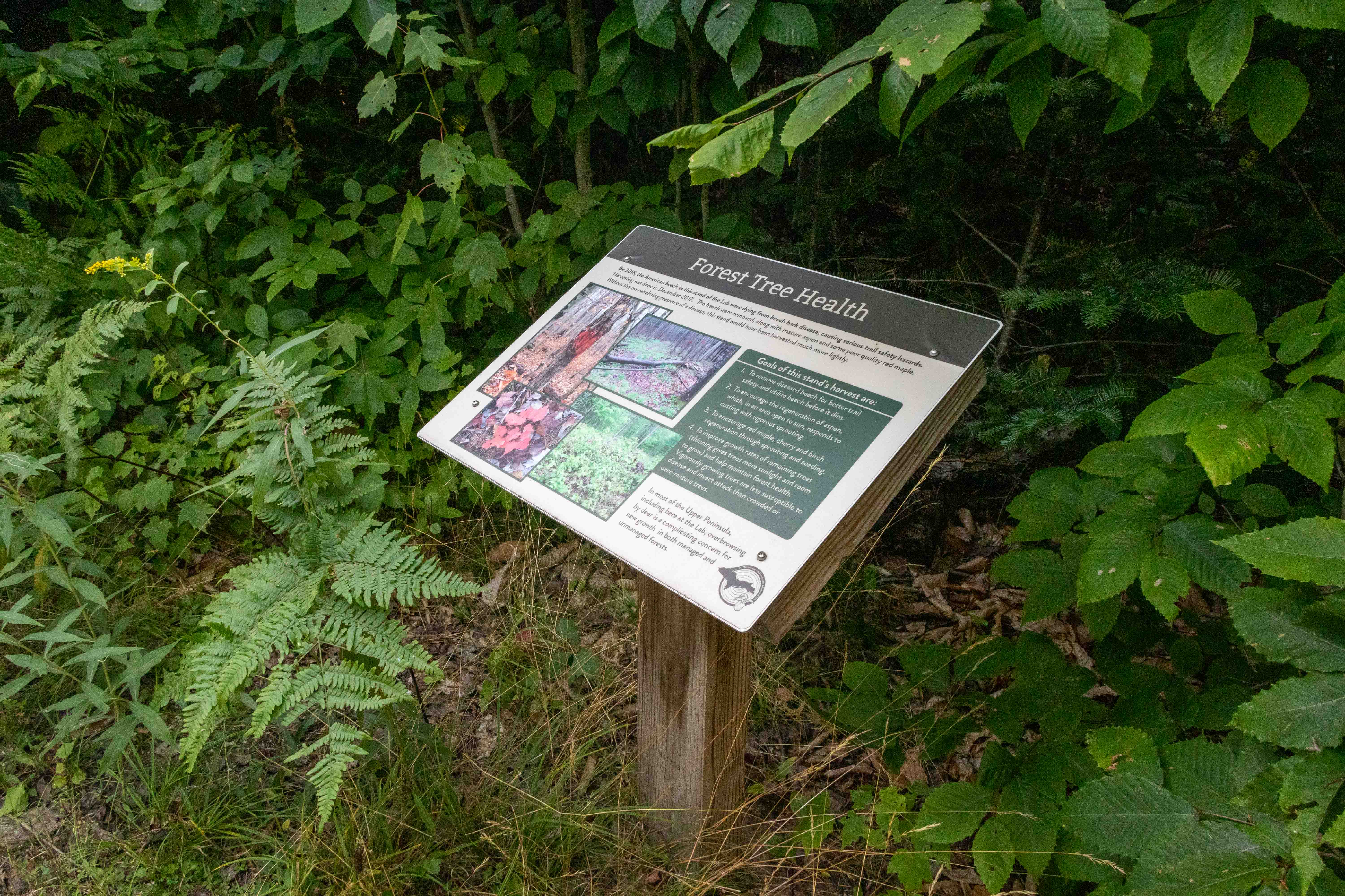 Forest Tree Health Information Sign
